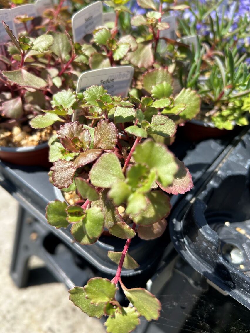 Sedum purpureum 22