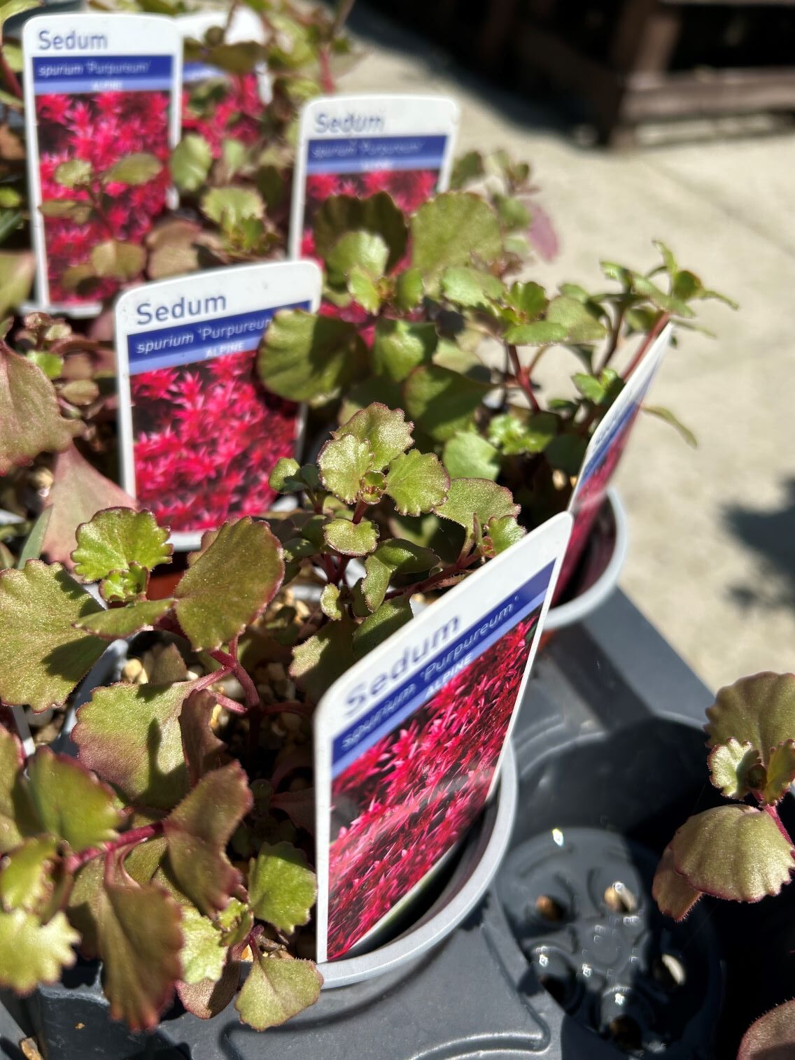 Sedum purpureum 3