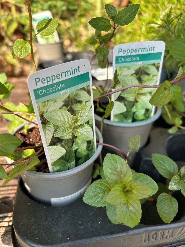 Choc mint 1