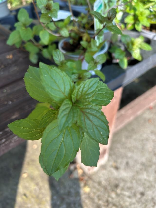 choc mint 2