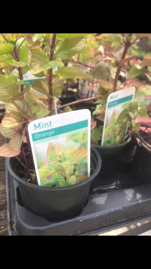 mint - orange