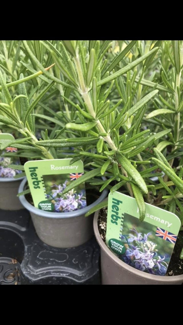 rosemary herb