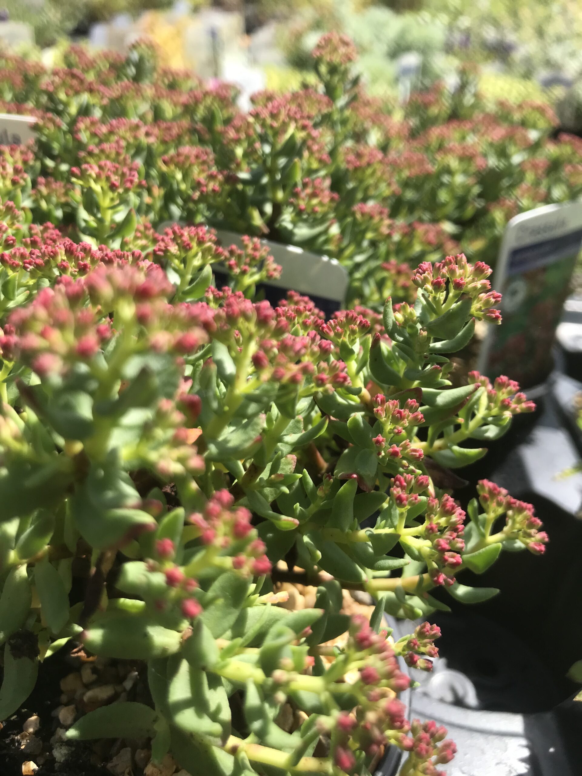 Crassula