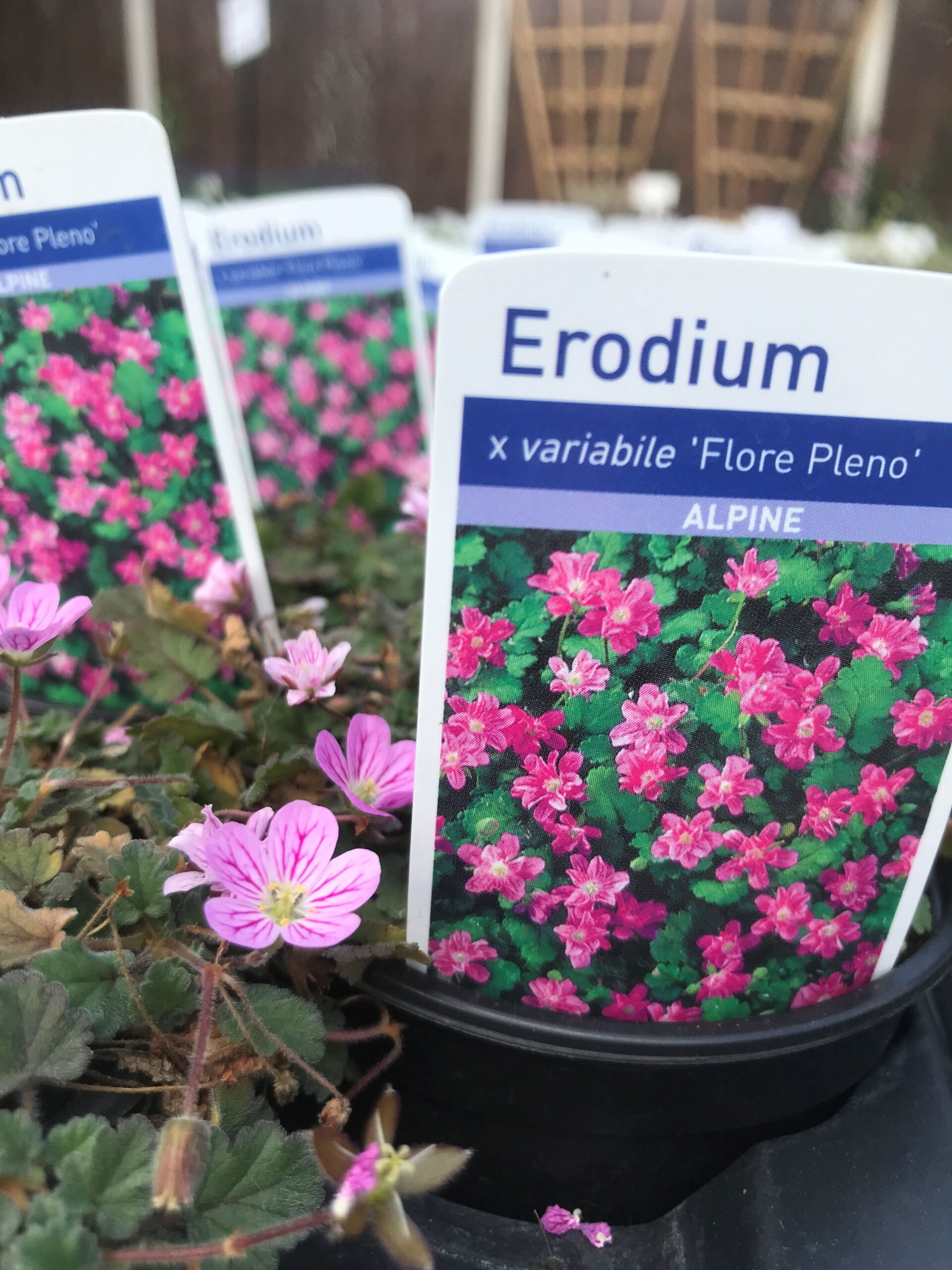 Erodium Flore Pl