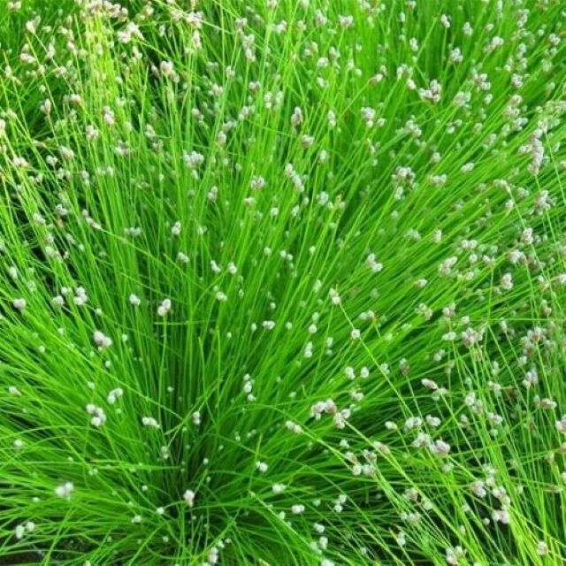scirpus