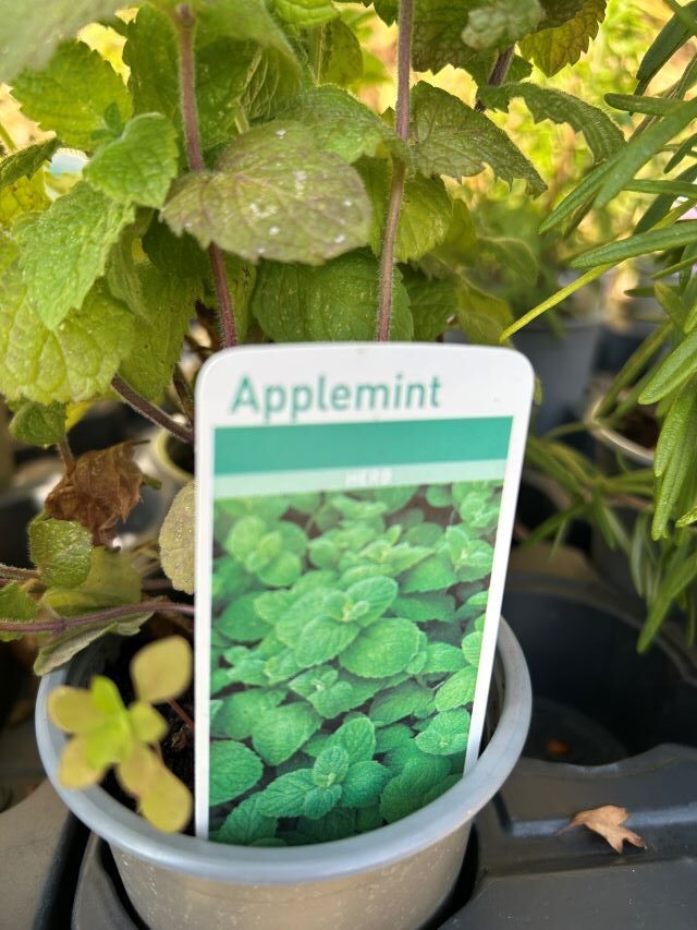 Apple mint 2