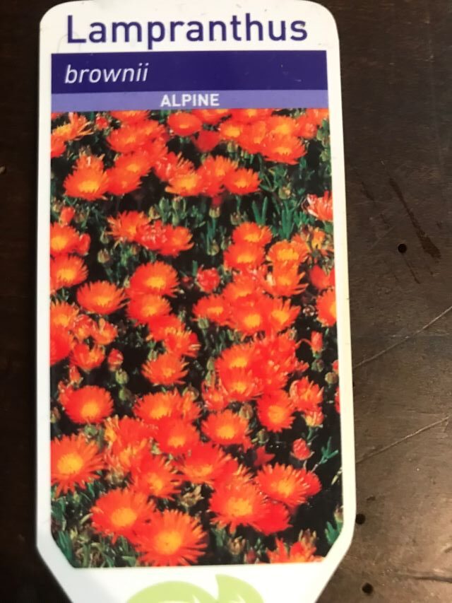 Brownii
