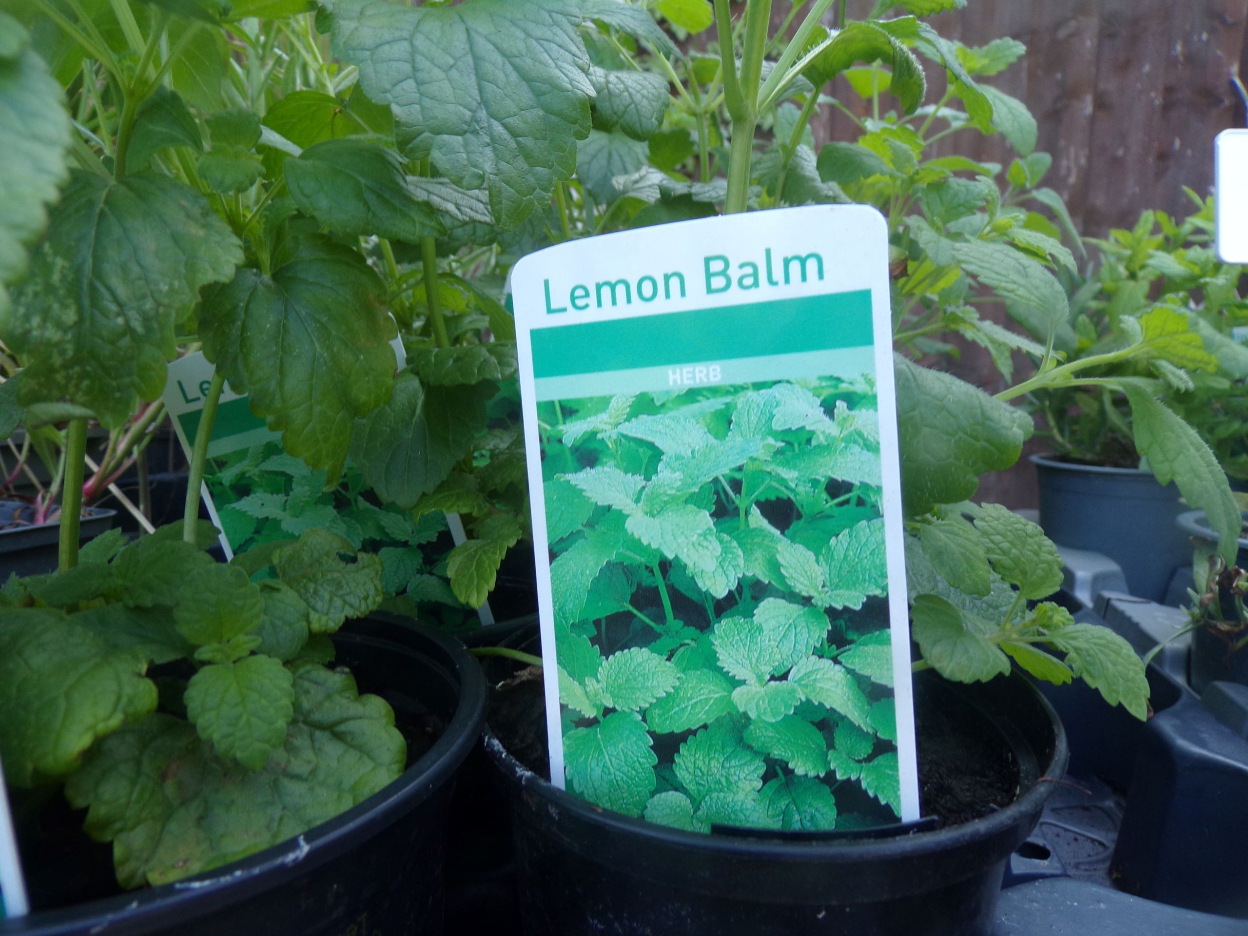 Lemon Balm a