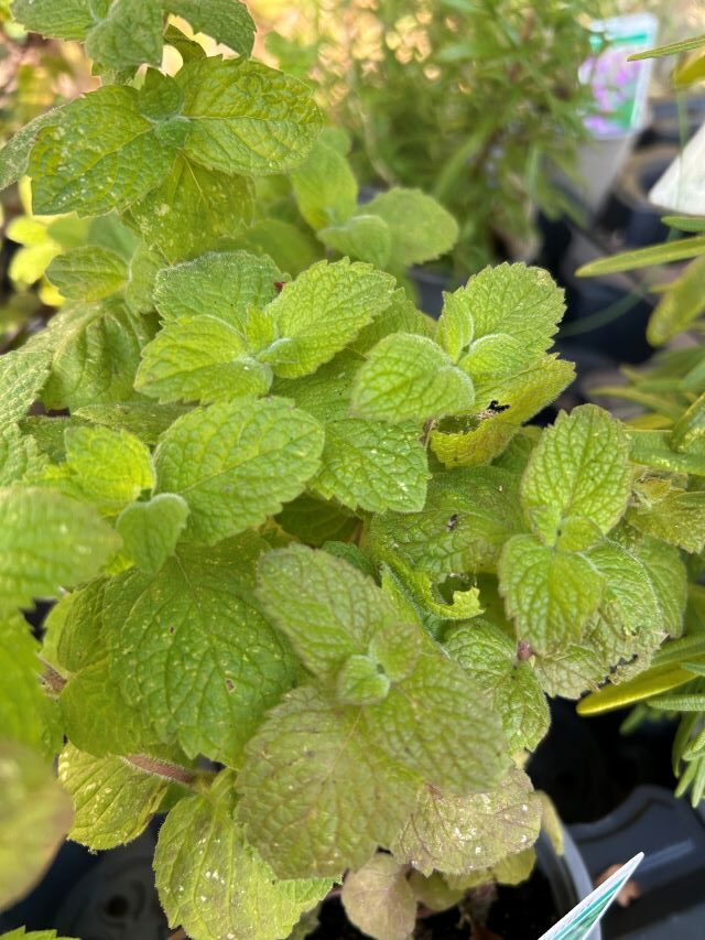 apple mint 3