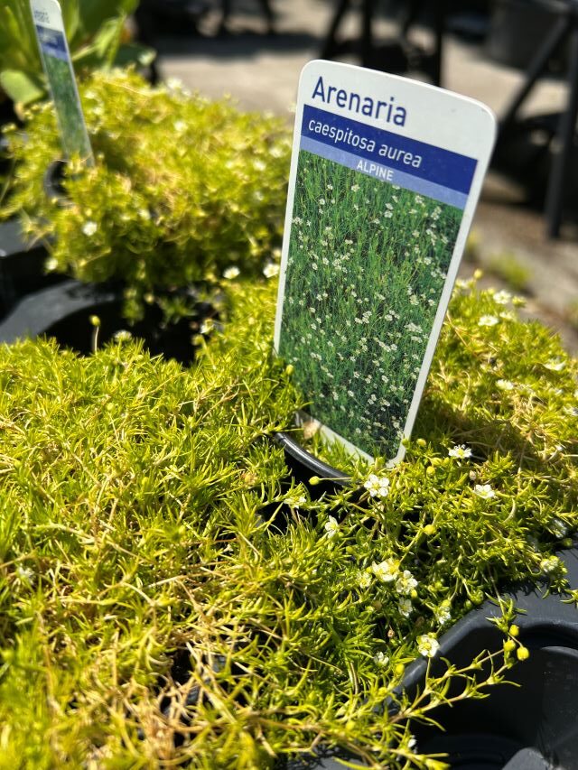 arenaria