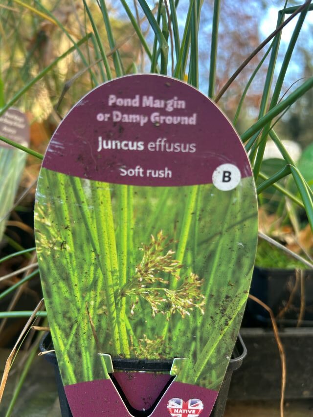 juncus 1