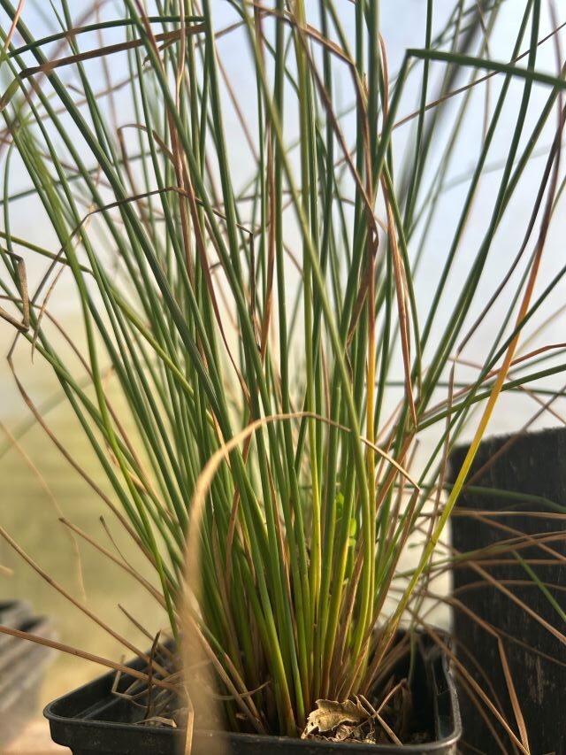 juncus 2