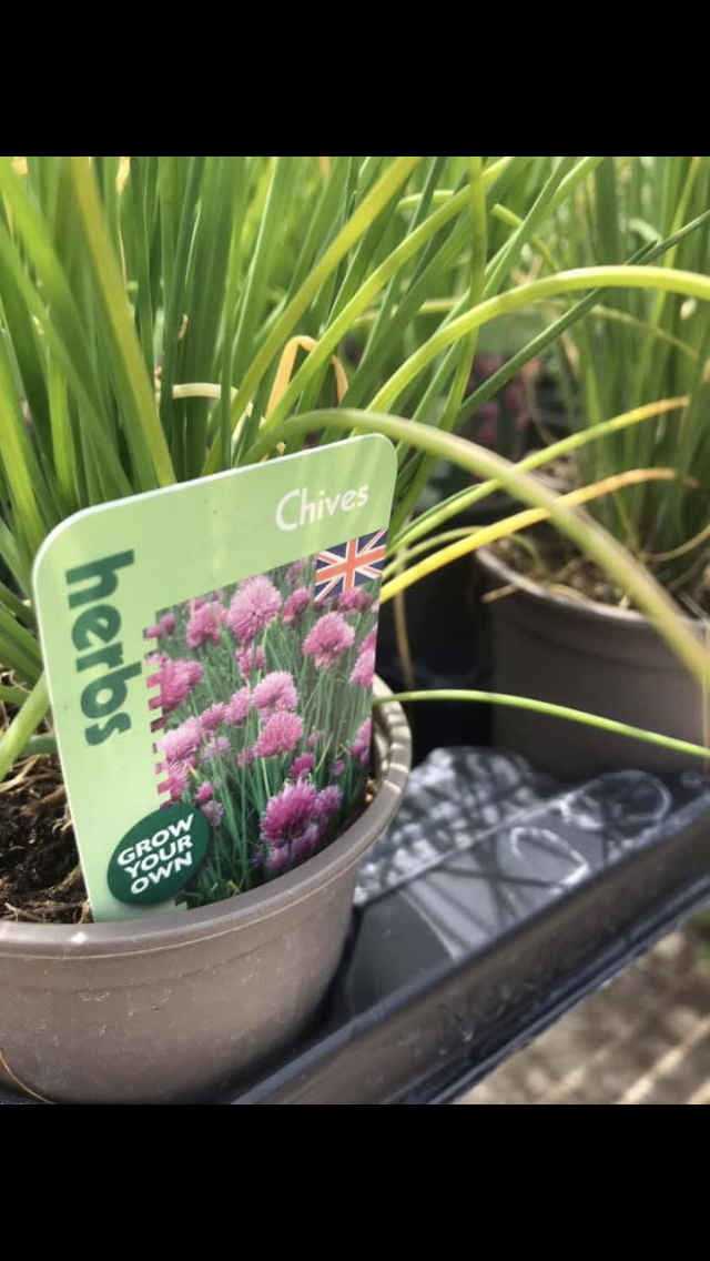 chives