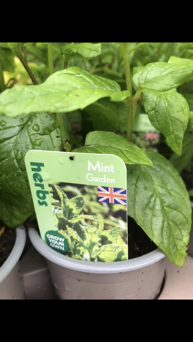mint