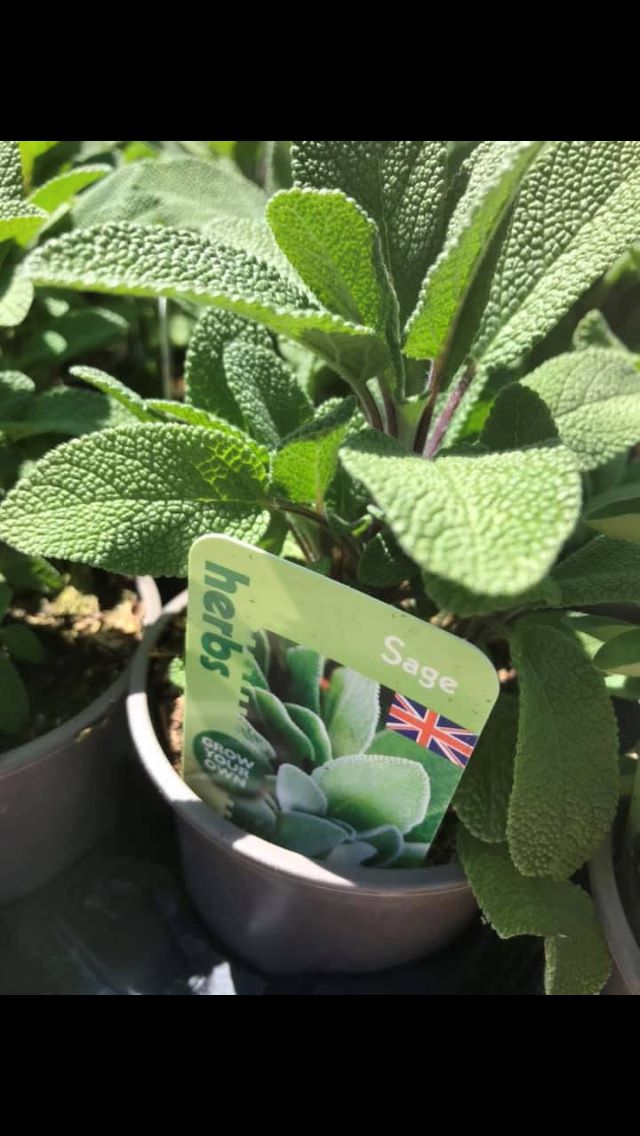 sage