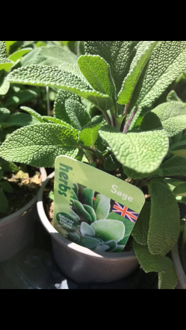 sage