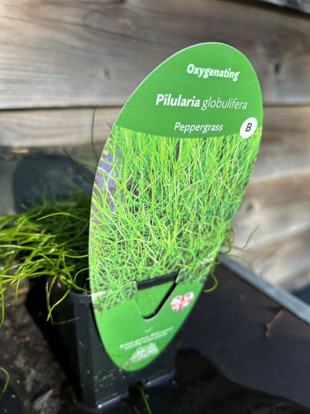 oxg 1